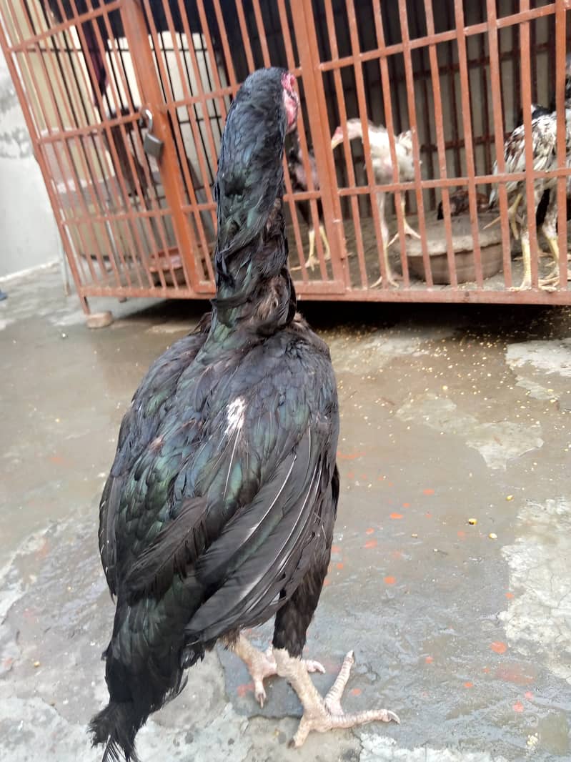 Pure Mianwali aseel hen for sale egg laying hen full young. 3