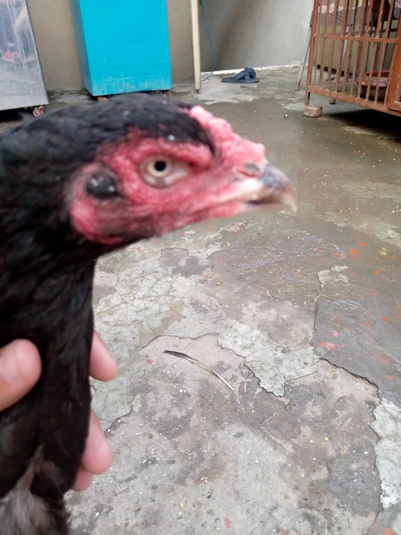 Pure Mianwali aseel hen for sale egg laying hen full young. 4