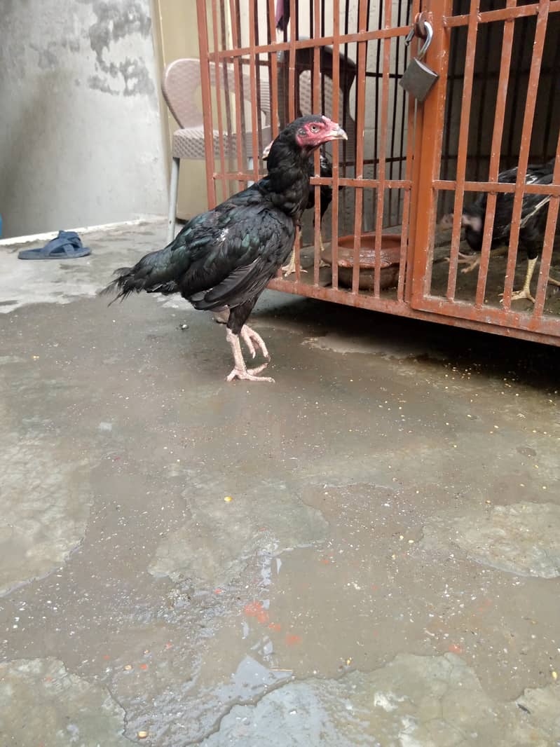 Pure Mianwali aseel hen for sale egg laying hen full young. 5