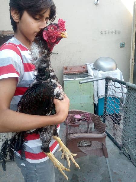 Pure Mianwali aseel hen for sale egg laying hen full young. 6