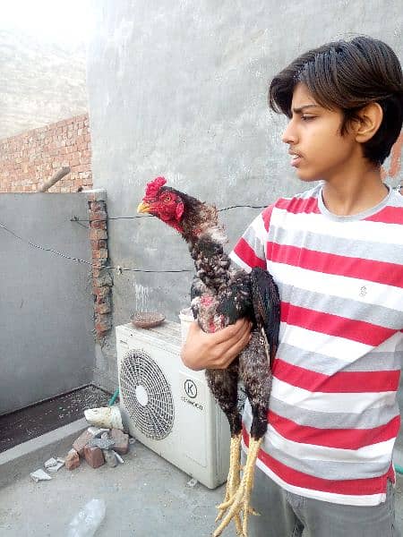 Pure Mianwali aseel hen for sale egg laying hen full young. 7