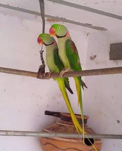 Pahari Vip Male Parrot Breeding Alexandrine