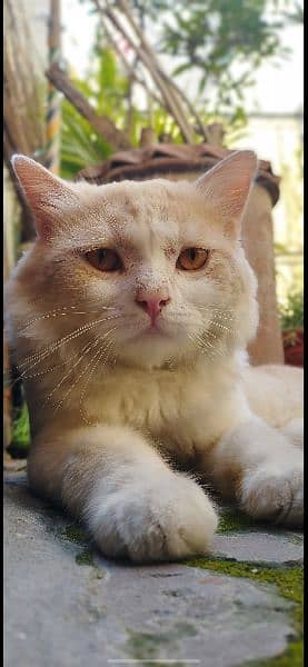 Male Persian cat 0