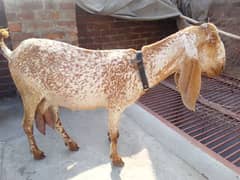 desi bakri hight and lenth   (Whatsapp 03244695410