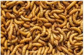 Baby, Adult, & Sun-Dried BSF Larvae - High-Quality Feed Options Availa 1