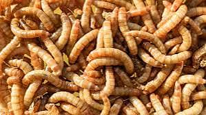 Baby, Adult, & Sun-Dried BSF Larvae - High-Quality Feed Options Availa 2