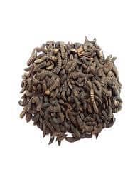 Baby, Adult, & Sun-Dried BSF Larvae - High-Quality Feed Options Availa 5