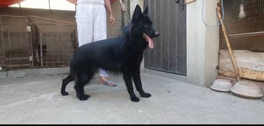 German shepherd long cort female abhi cort shade ha