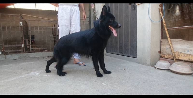 German shepherd long cort female abhi cort shade ha 1