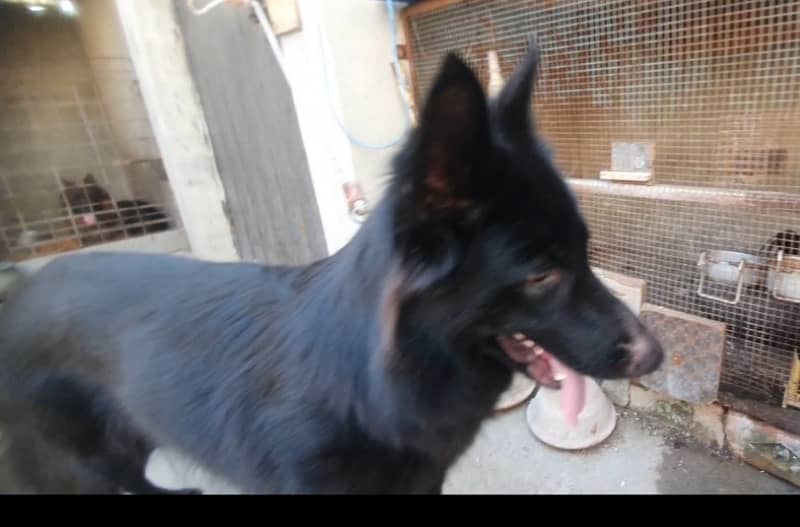 German shepherd long cort female abhi cort shade ha 2