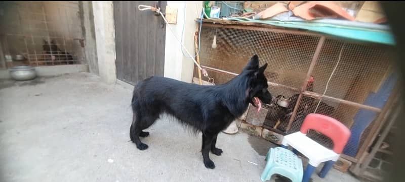 German shepherd long cort female abhi cort shade ha 3