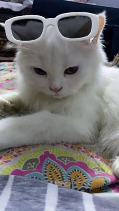 beautifully pure white perssian cats  v friendly playfu BREEDING PAIRl