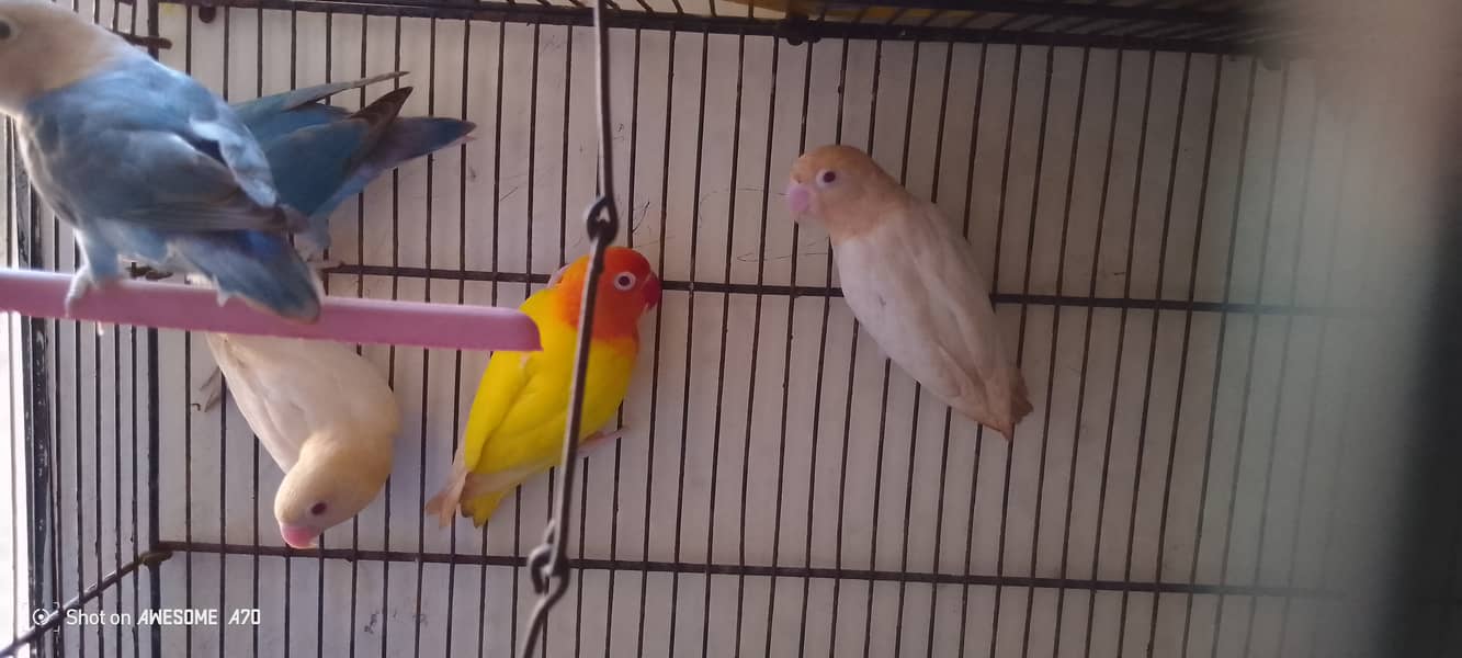 Albino Red eyes pair age 12 months non dna 1