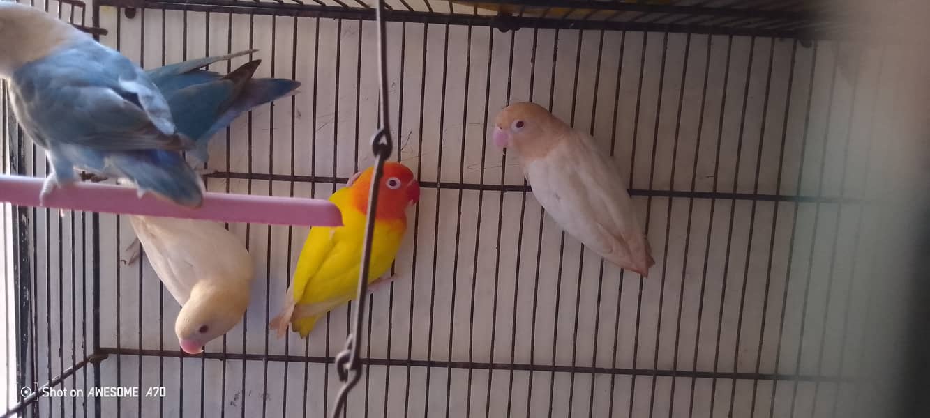 Albino Red eyes pair age 12 months non dna 2