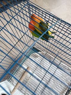 lovebird pair parrot