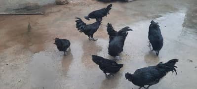 Ayam samani male for sale 0