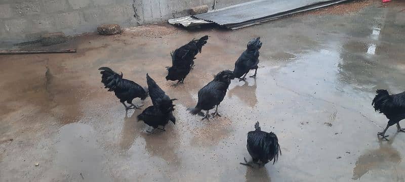 Ayam samani male for sale 1