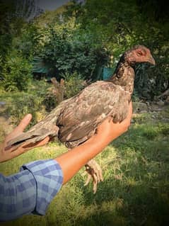 Mushki Lasani Aseel female for sale