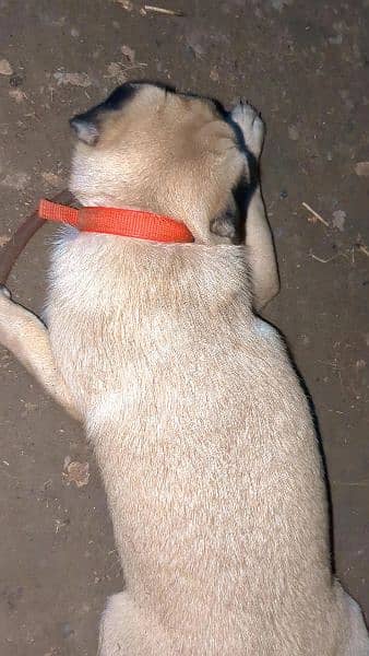 Male Pug for Sale - Dogs Lahore 2