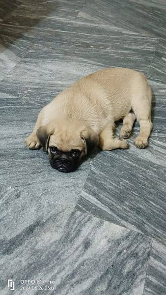 Male Pug for Sale - Dogs Lahore 4