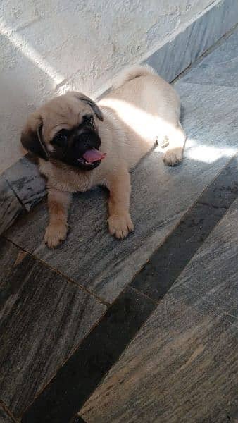 Male Pug for Sale - Dogs Lahore 5