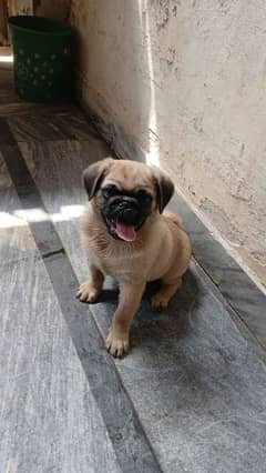 Male Pug for Sale - Dogs Lahore 0