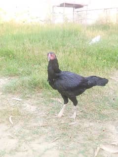 Hen for sale