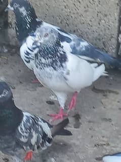 pigeon