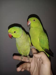 Hand tamed and talking Ringneck Pair