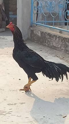 Mian wali Aseel Bird