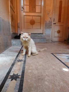 Persian male cat