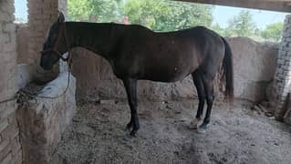 Horse for sale/گھوڑی برائے فروخت