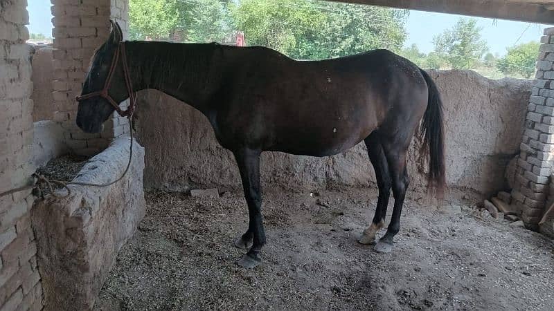 Horse for sale/گھوڑی برائے فروخت 0