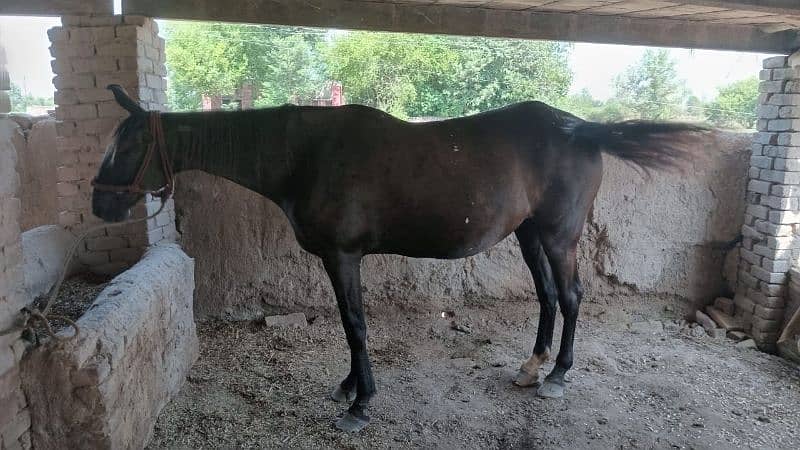 Horse for sale/گھوڑی برائے فروخت 1