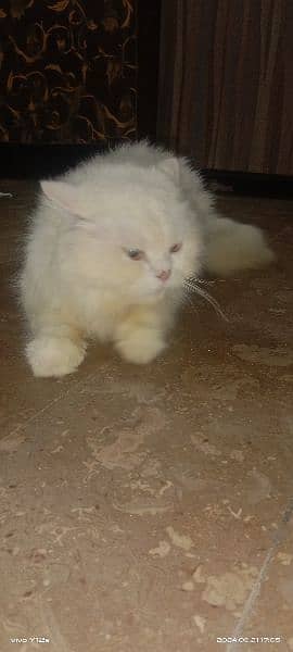 Persian Cat 1