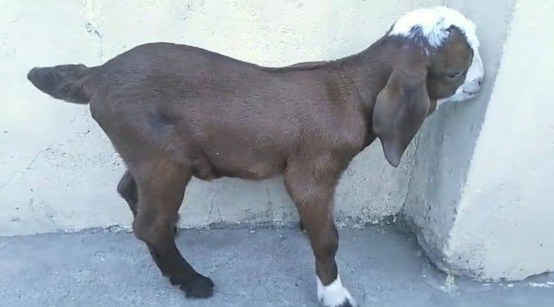 bakri sath 1 bacha 2