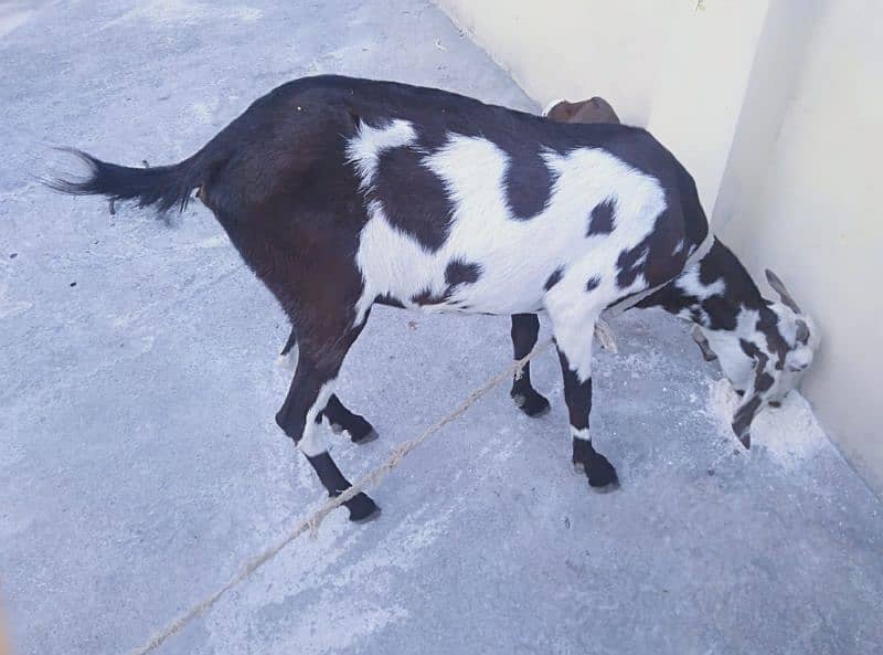 bakri sath 1 bacha 3