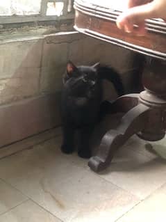 beutifull Black persian kitten for sale