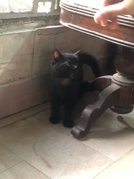 beutifull Black persian kitten for sale 0