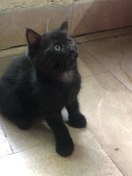 beutifull Black persian kitten for sale 1