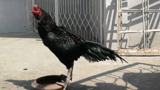 Thai Aseel hens Male & Female