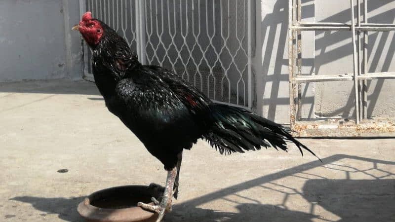 Thai Aseel hens Male Female 1