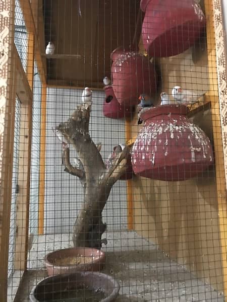 Zebra Finches adult pairs 0