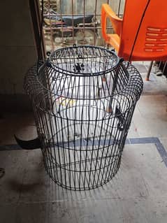 grey parrot cage