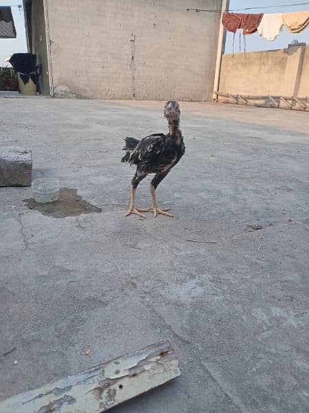 Aseel chicks for sale 1