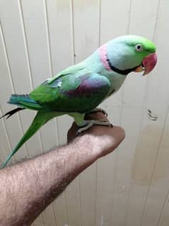 raw parrot  talking parrot