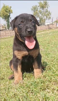 German Shepherd plagmas double coat female 2 month for sale