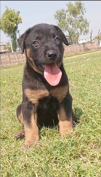 German Shepherd plagmas double coat female 2 month for sale 0