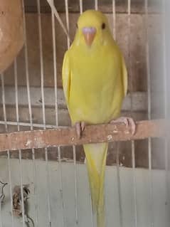 lotino red eye budgie