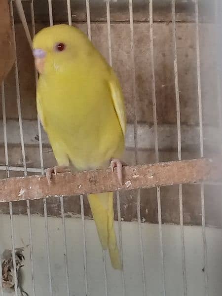 lotino red eye budgie 1